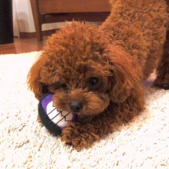 おもちゃで遊ぶトイ・プードル