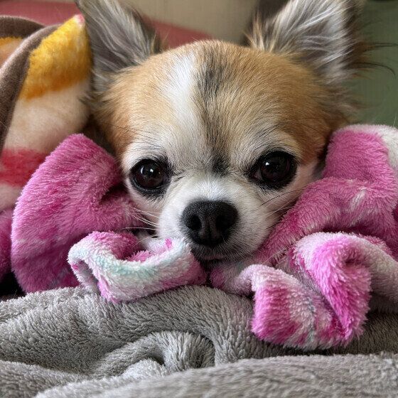 膝掛けにあごのせするチワワ