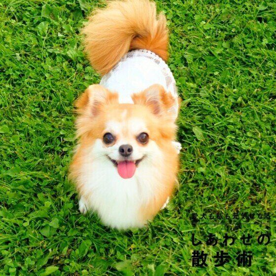 犬の肥満はなぜ起こる？ 5つの原因とは いぬのきもち