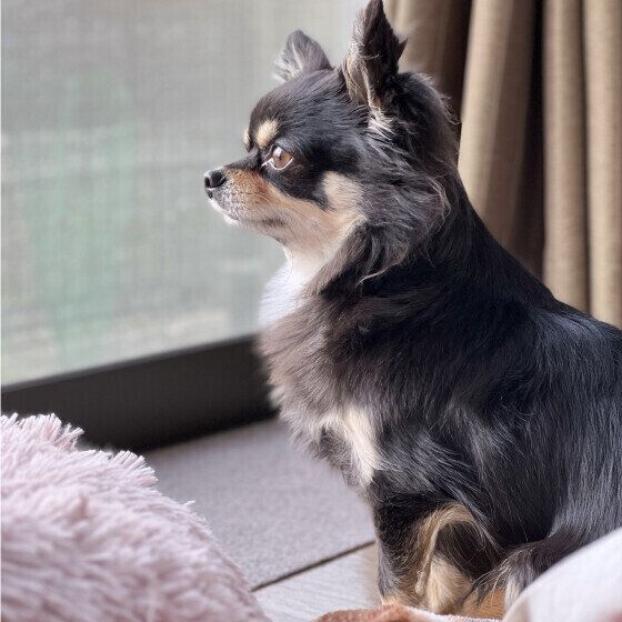 梅雨に気をつけたい「犬がかかりやすい4つの病気」 いぬのきもち