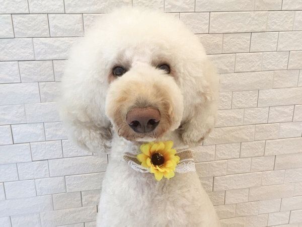 もふもふの大型犬 かわいい画像をまとめてお届け 犬種の特徴も解説 いぬのきもちweb Magazine