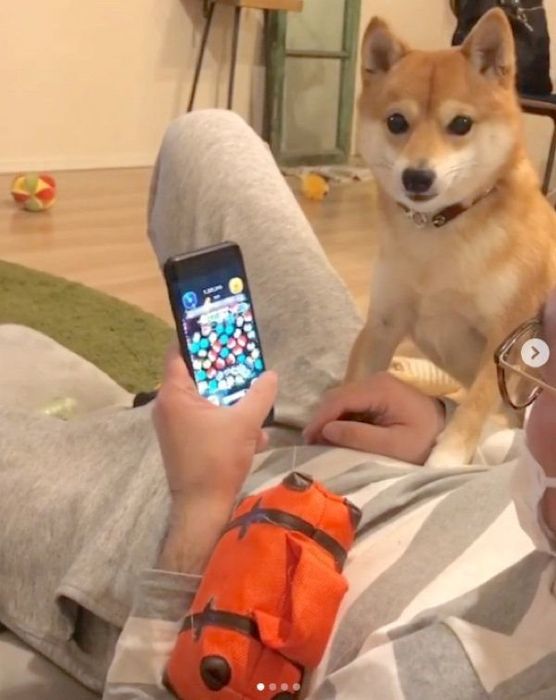 ツムツムを阻止する豆柴
