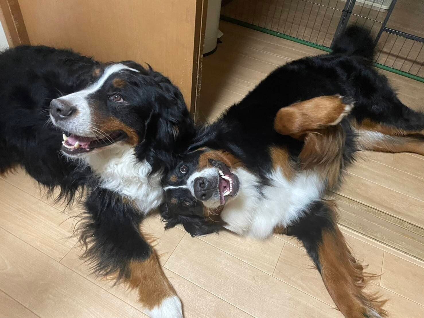 楽しそうなココアくん、エマちゃん