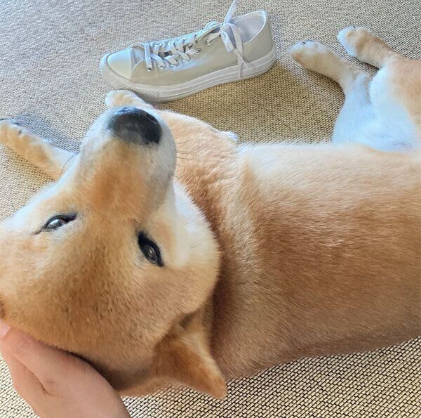 ナデナデしてもらうまるくん