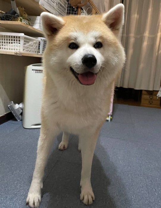 玄関でお出迎えするももちゃん