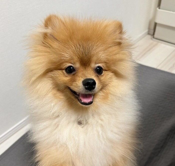 笑顔が可愛いまろくん