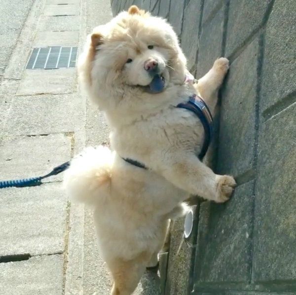 猫の鳴き真似に反応するくり蔵くん