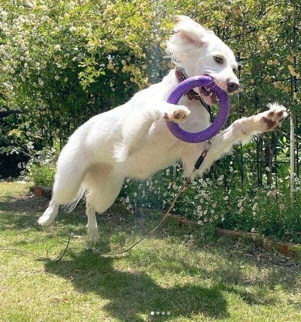 躍動感あふれる麦ちゃん