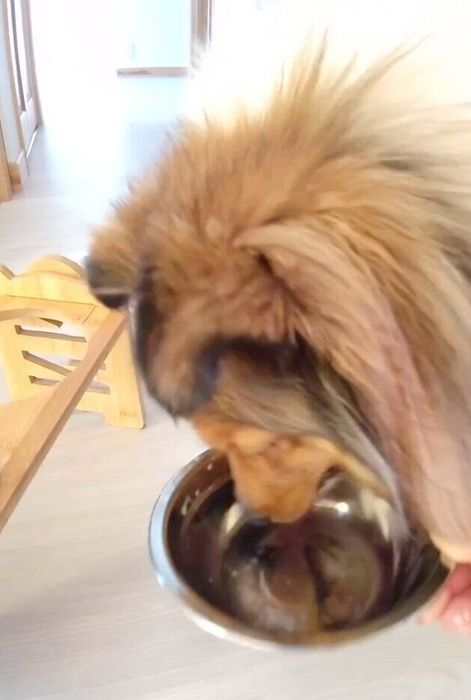 飼い主さんの手助けのもと、ミルクを飲みきったポッキーちゃん