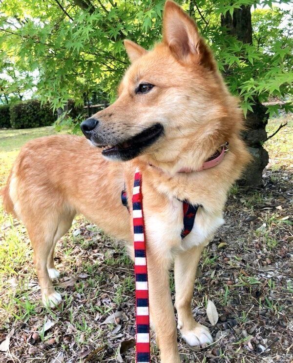 お散歩をするむぎちゃん