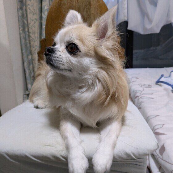  ジッポー  飼い主の椅子に座るチワワ