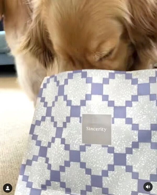 2階にお土産を運ぶコメちゃん