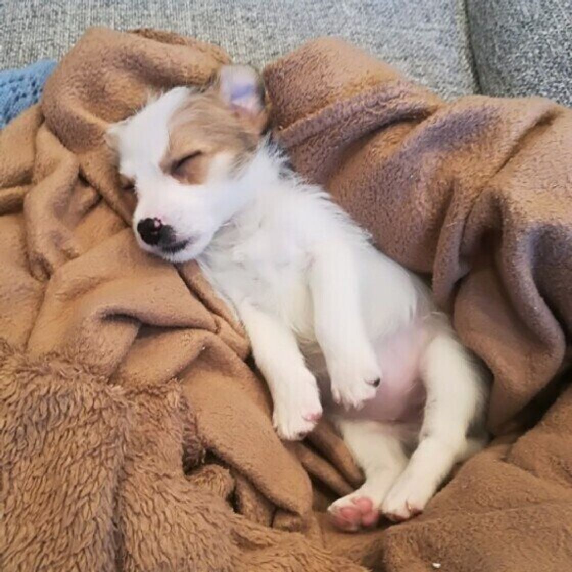 犬の 足ピーン は可愛いしぐさだけじゃない 病気やケガで起こることも いぬのきもちweb Magazine 犬の 足ピーン は可愛いしぐさだけじゃない 病気やケガで起こることも いぬのきもちweb Magazine