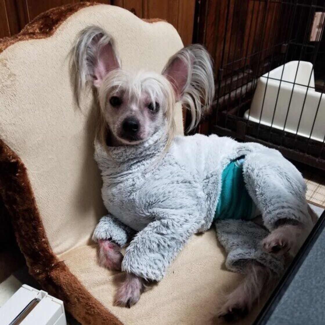 チャイニーズ クレステッド ドッグの特徴 性格 最新価格と飼い方 いぬのきもち 犬図鑑 いぬのきもちweb Magazine チャイニーズ クレステッド ドッグの特徴 性格 最新価格と飼い方 いぬのきもち 犬図鑑 いぬのきもちweb Magazine