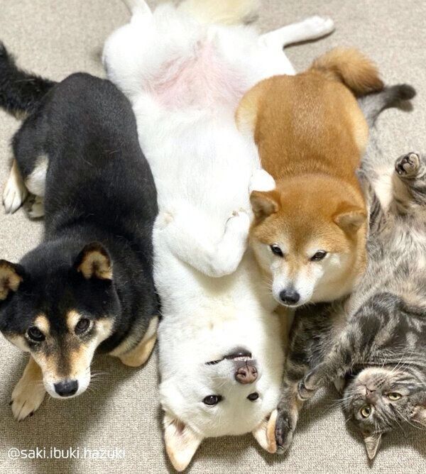 まったりするいぶきちゃん、さきちゃん、はづきくん、キキくん