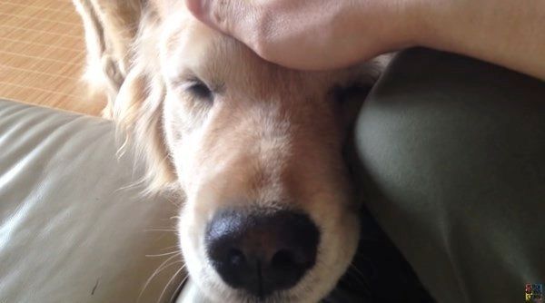 飼い主さんにナデナデしてもらうゴールデン・レトリーバー