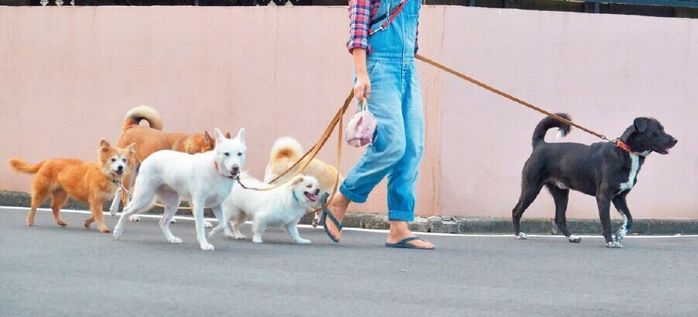6頭の愛犬を連れての散歩。ムゥくんは常にSさんの足の横を歩き、ほかの犬たちも定位置をキープして歩きます