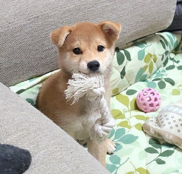 おもちゃで遊ぶ麦くん
