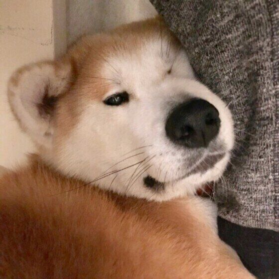 愛犬ともっと仲良くなれるかも？犬の幸せサインを見逃さないで！ いぬのきもち