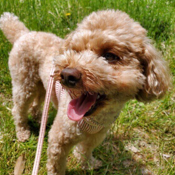 犬がずっと口を「くちゃくちゃ」するのはなぜ？ 犬が口を動かす理由を獣医師に聞いた いぬのきもち