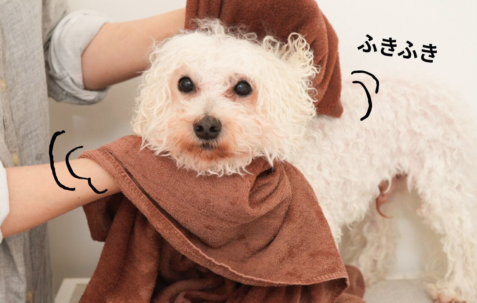 リファ リファファインバブル シャワーヘッド おうちシャンプー 愛犬シャンプー ビション・フリーゼ