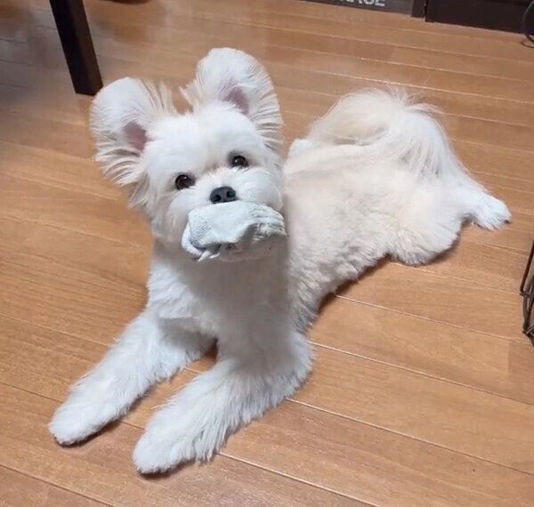 飼い主さんの靴下を盗むぽんたくん