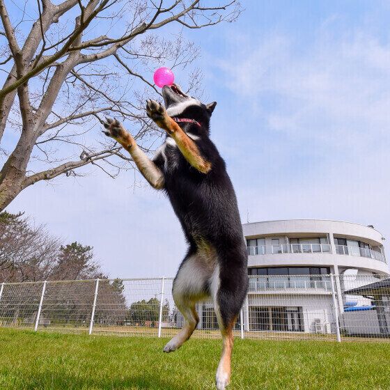 ジャンピングキャッチするラガーちゃん