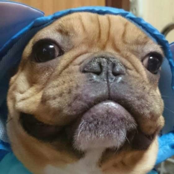 フレンチ・ブルドッグ・モヴちゃん・笑顔