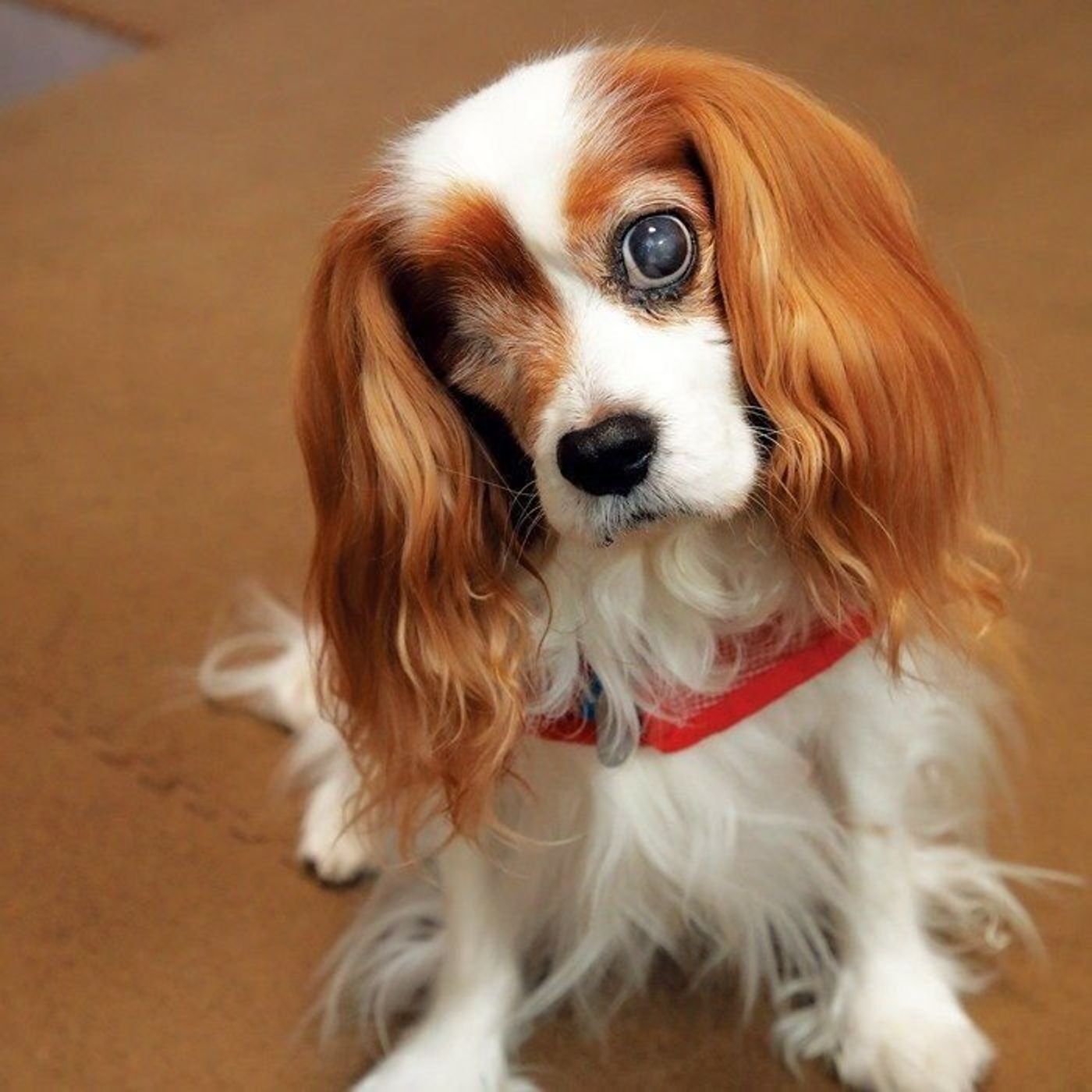 度重なる眼病に襲われた愛犬 右眼の眼球を摘出した 飼い主さんの決意 いぬのきもちweb Magazine 度重なる眼病に襲われた愛犬 右眼の眼球を摘出した 飼い主さんの決意 いぬのきもちweb Magazine
