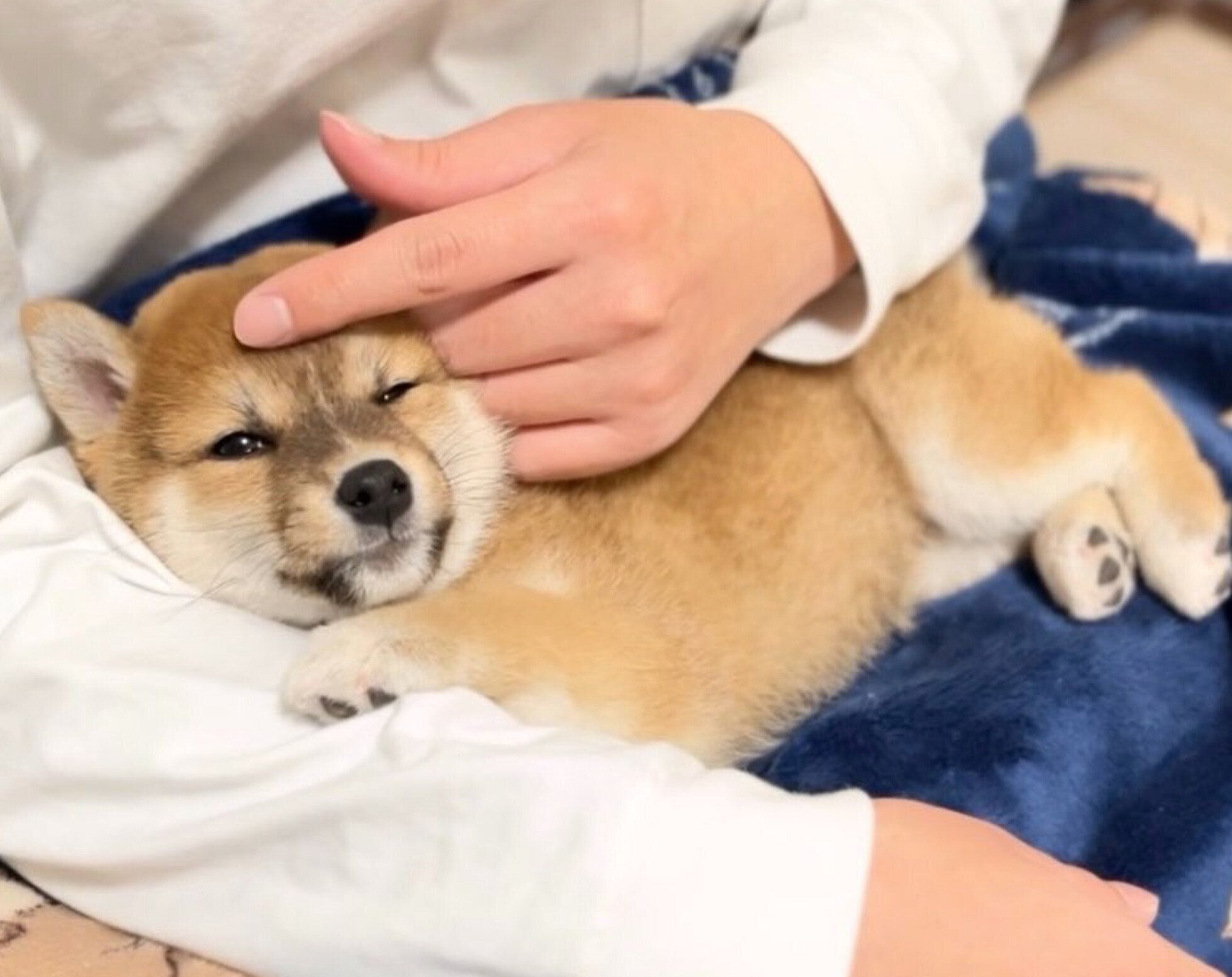 生後2カ月のつくねちゃん