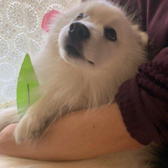 日本スピッツのチロちゃん