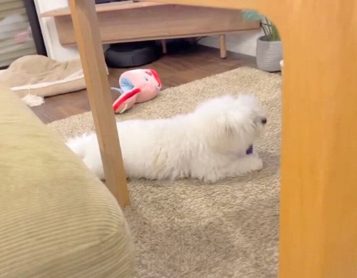おもちゃを取り返したわむうくん