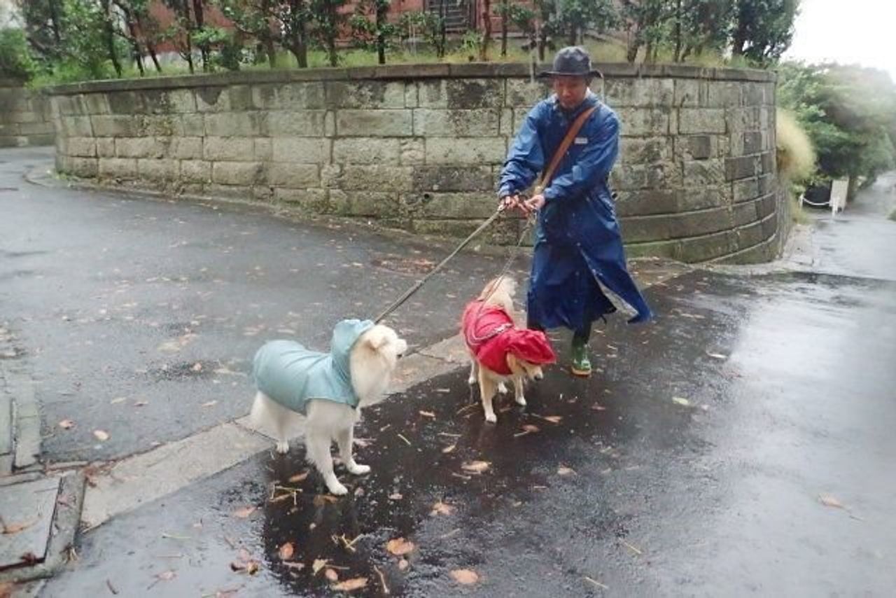 台風でも犬の散歩 穴澤賢の犬のはなし いぬのきもちweb Magazine 台風でも犬の散歩 穴澤賢の犬のはなし いぬのきもちweb Magazine