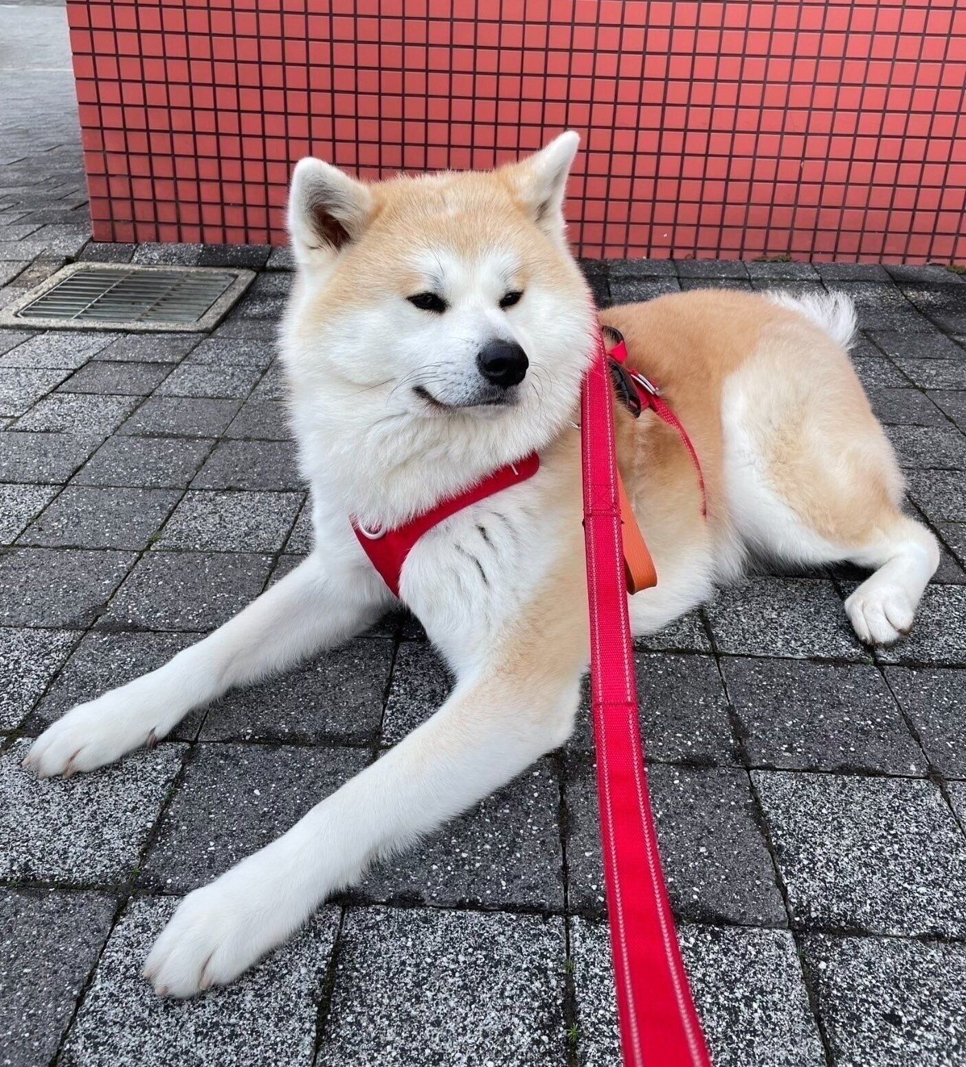 パパが来るまで動こうとしないももちゃん