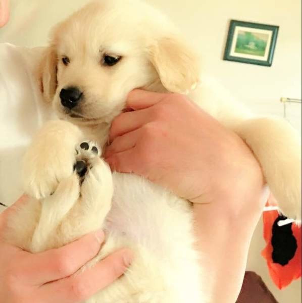 世界で起こった感動ストーリー 犬にまつわる3つの 奇跡 のお話 いぬのきもちweb Magazine 世界で起こった感動ストーリー 犬にまつわる3つの 奇跡 のお話 いぬのきもちweb Magazine