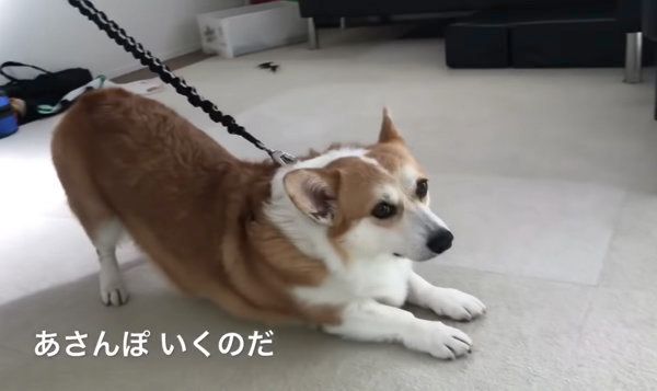 伸びをするコーギー