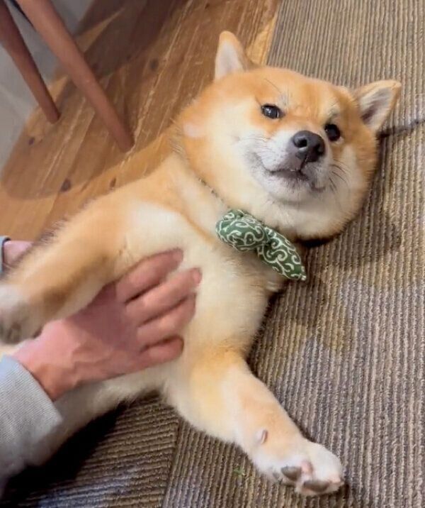 ナデナデしてもらうおにぎりくん