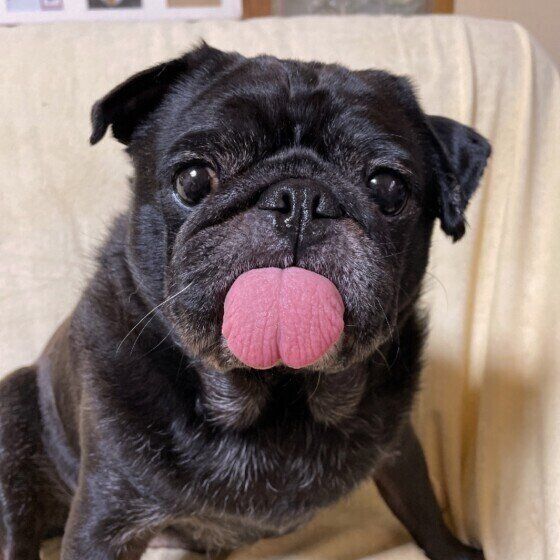 パグのぐーくん。お腹いっぱい♪