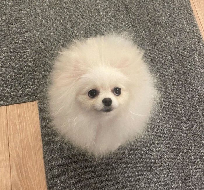 換毛期中のちょむちゃん