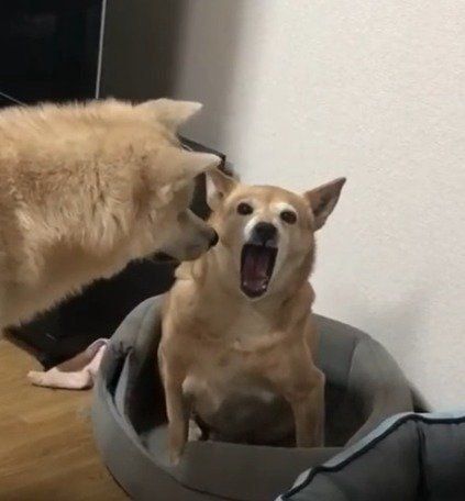 ムカついているスーちゃん(笑)