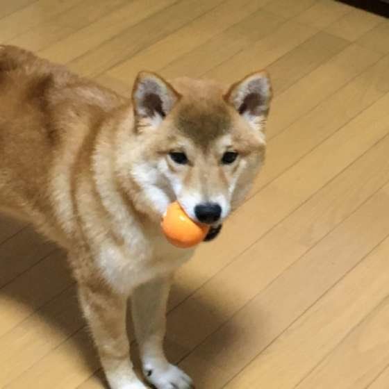 ボールをくわえる柴犬