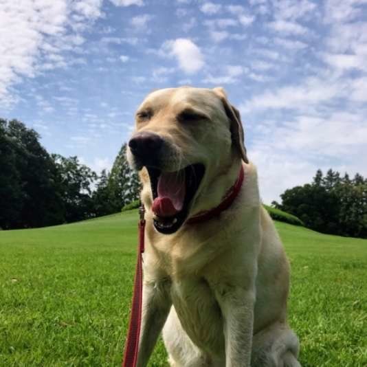 あくびをするハンナちゃん