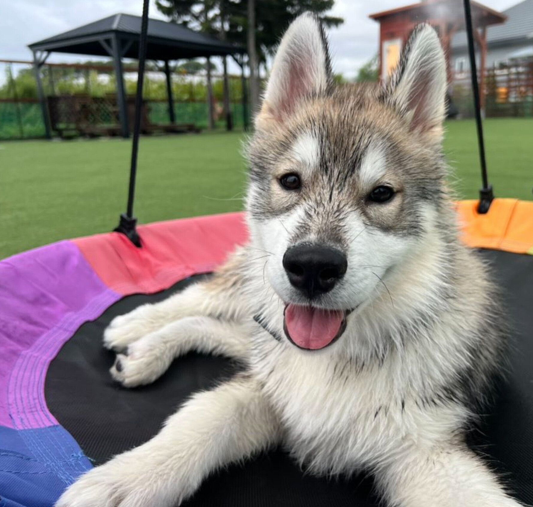 生後4カ月のころに撮影したほたてくん