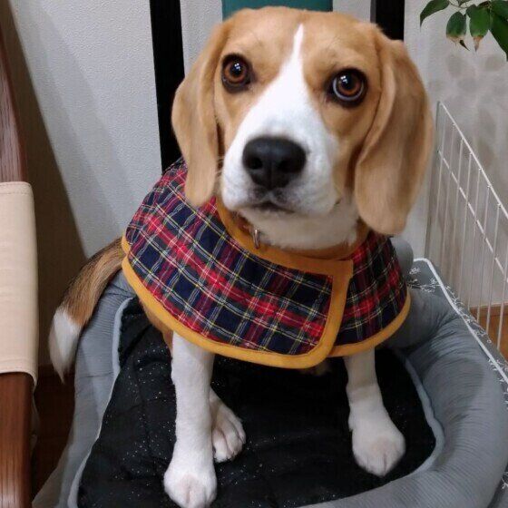 手作りマントで冬支度。ビーグルのビクトリーくん