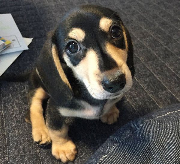 見つめるミニチュア・ダックスフンド