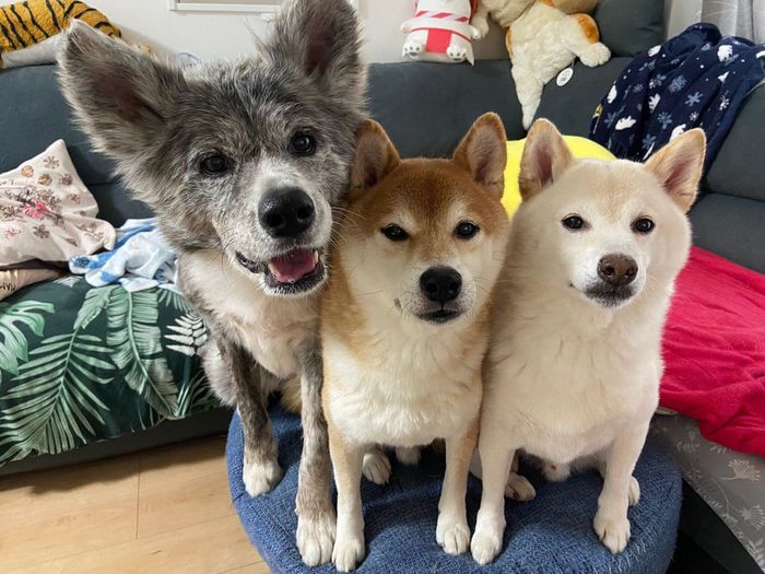 2匹の柴犬と1匹の秋田犬