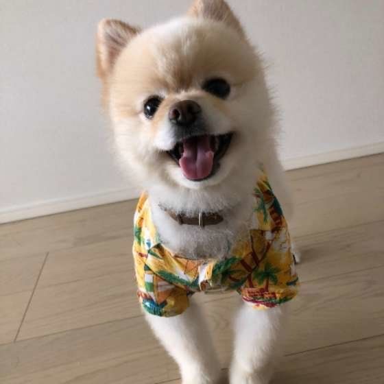 アロハシャツを着たポメラニアンのとむくん