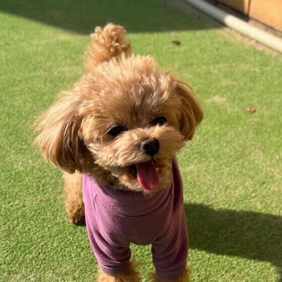 トイ・プードルのマロンちゃん