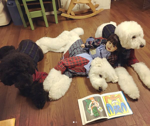 仲良しなスタンダード・プードル兄弟