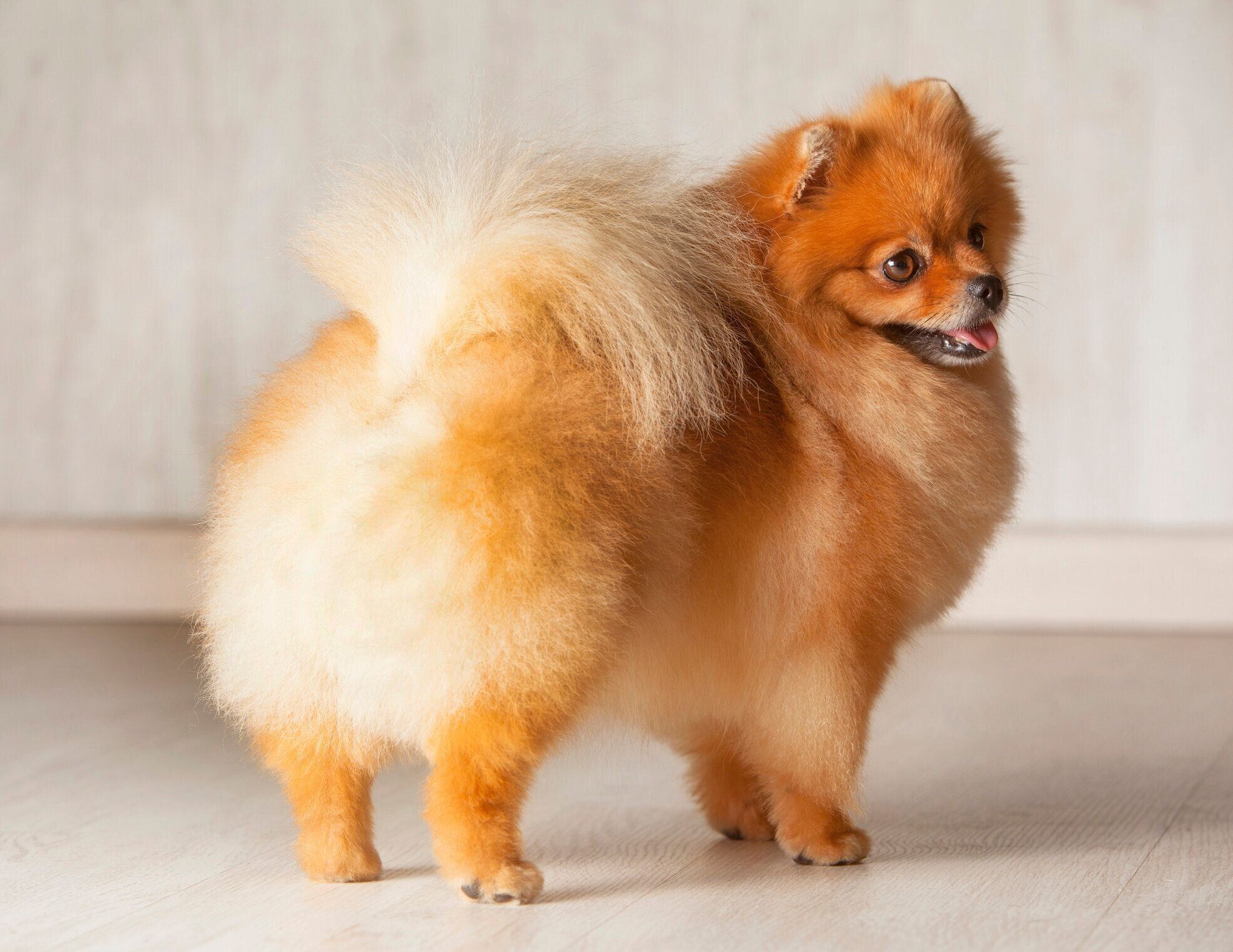 立つポメラニアン